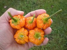 7 pot bubblegum orange