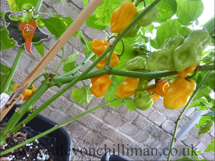 7 pot chaguanas chilli