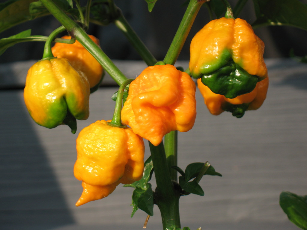 7 pot yellow chillis