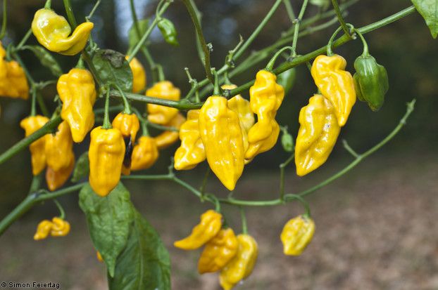 Datil Yellow Chillis