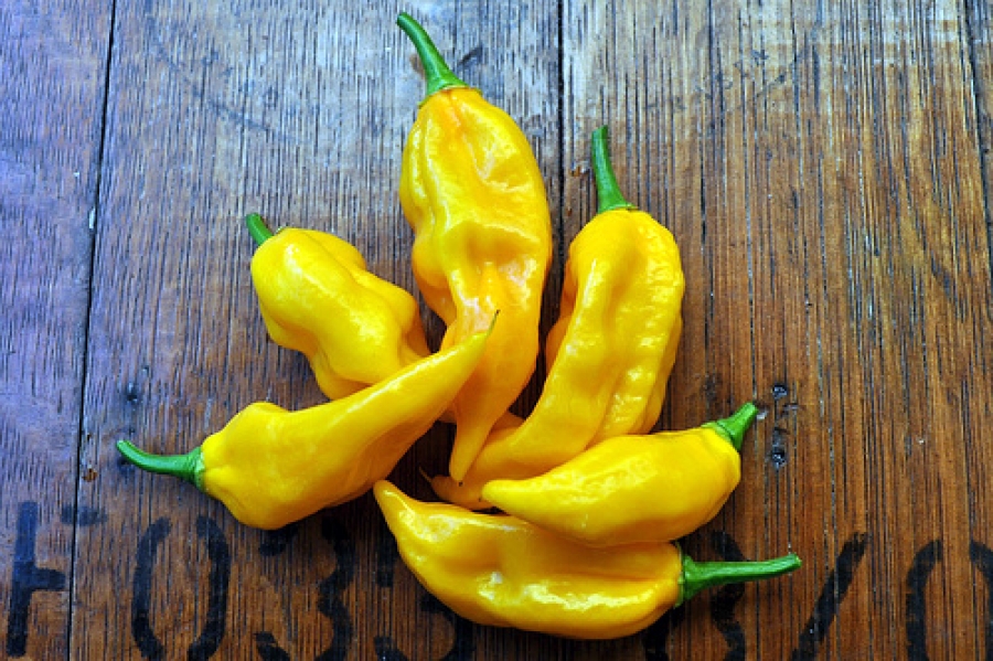 Fatalii chillis