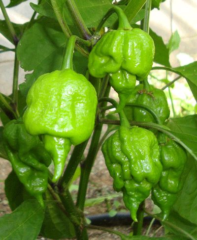 Green Scorpion chilli
