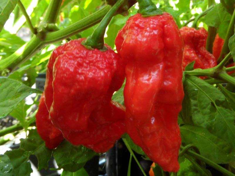 King Naga Morich chilli