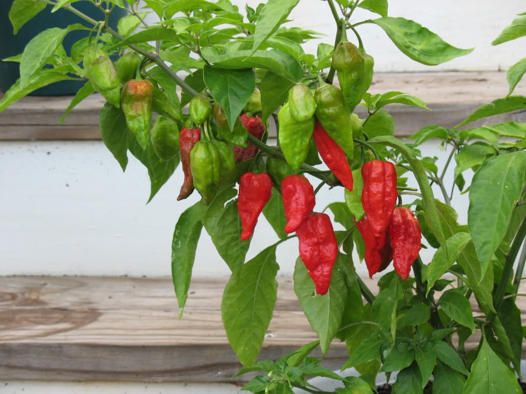 Naga Morich chilli