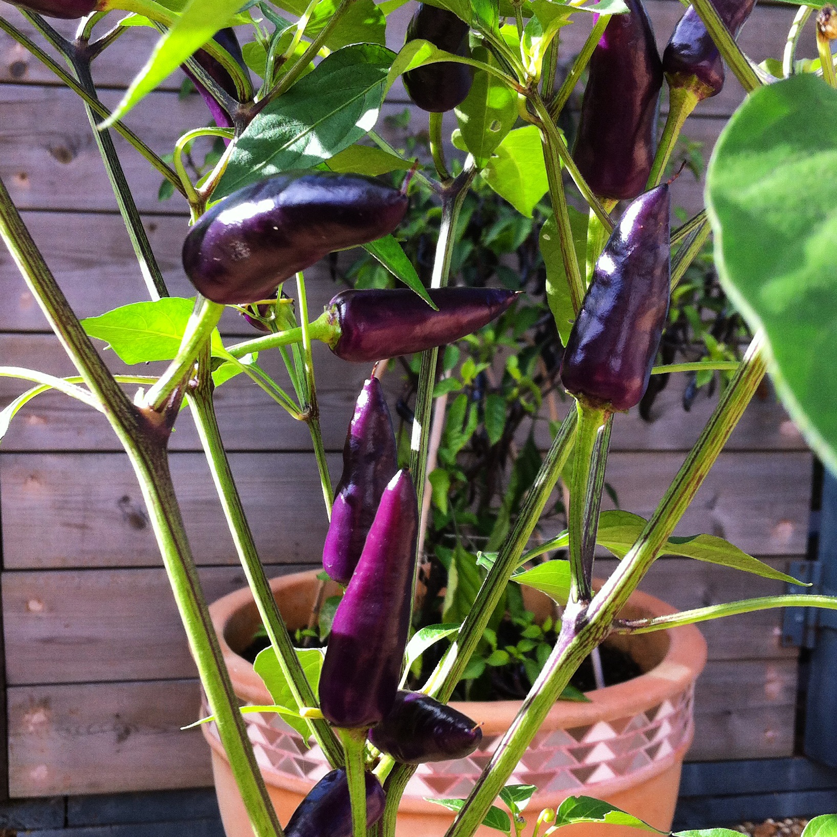 Purple Haze Chillis