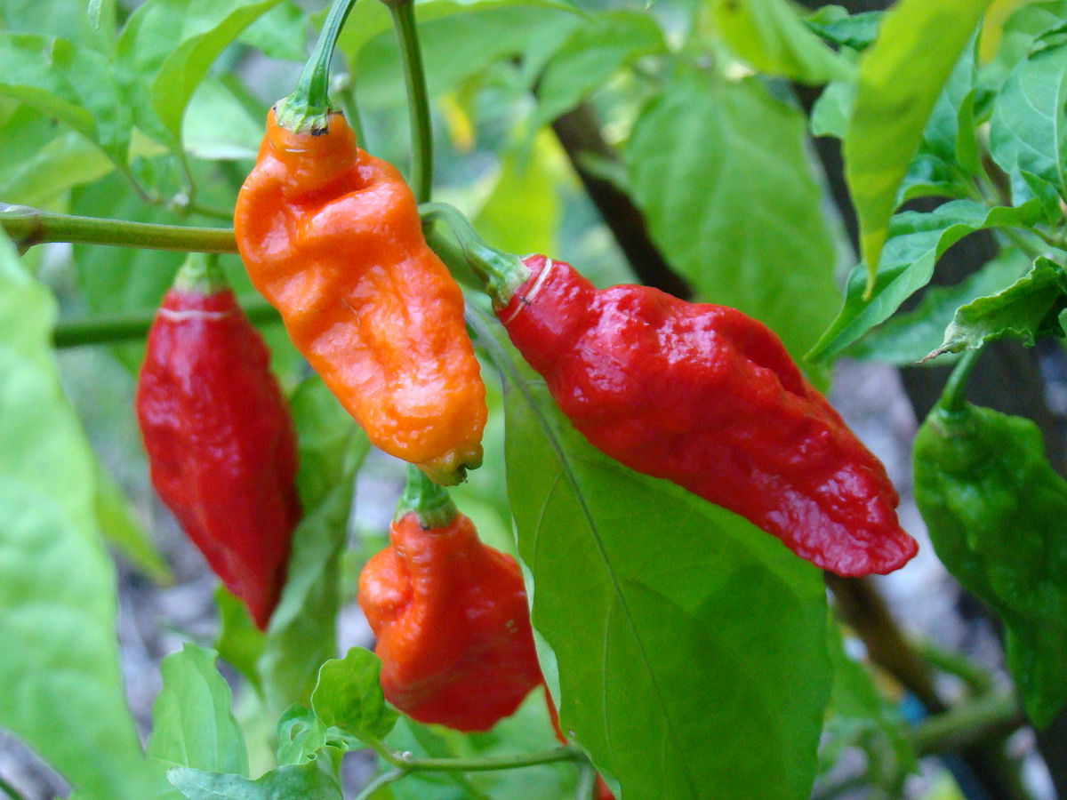 bhut pure chilli