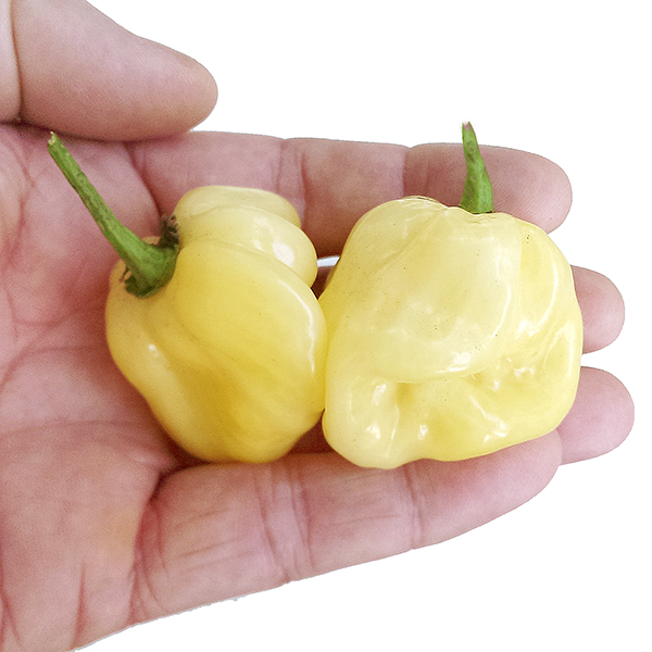 giant-white-habanero-