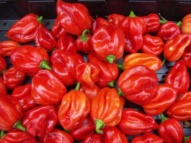 scotch bonnet red